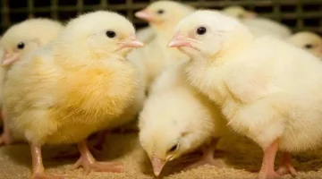 تحديثات الأسعار.. بورصة الدواجن تكشف تفاوت سعر الكتكوت الأبيض اليوم الثلاثاء بمصر